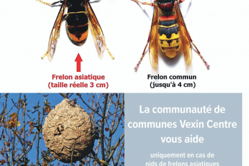 Frelons asiatiques et Vexin centre