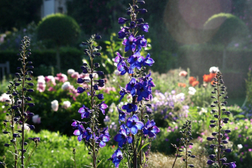 Vivaces du jardin de campagne