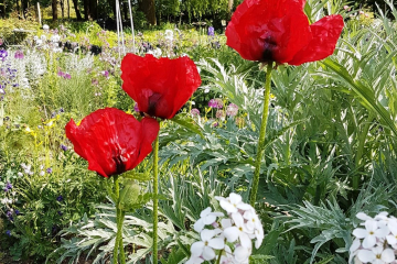 Les pavots du jardin de campagne de Grisy