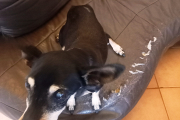 Petite chienne errante 020623