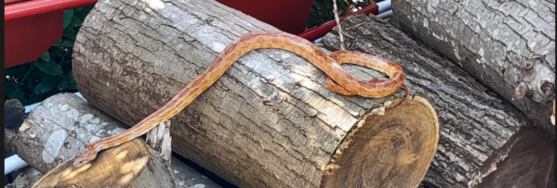 Serpent des sables