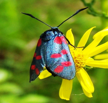 Papillon "Goutte de sang".