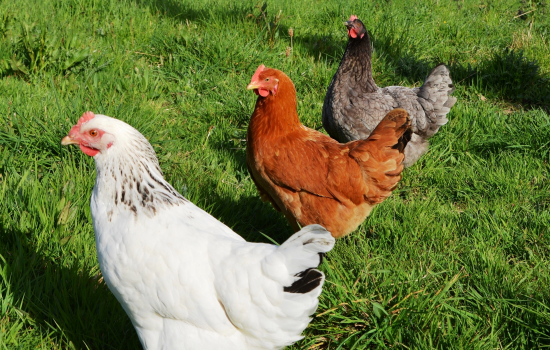 Poules pondeuses