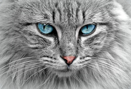 Chat