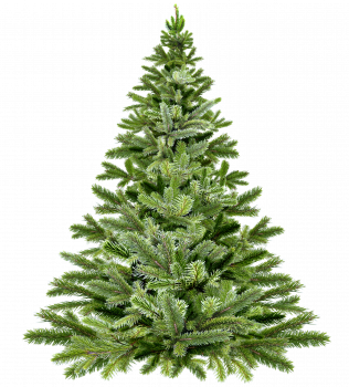 Sapins de Noêl