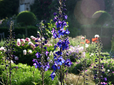 Vivaces du jardin de campagne