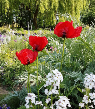 Les pavots du jardin de campagne de Grisy