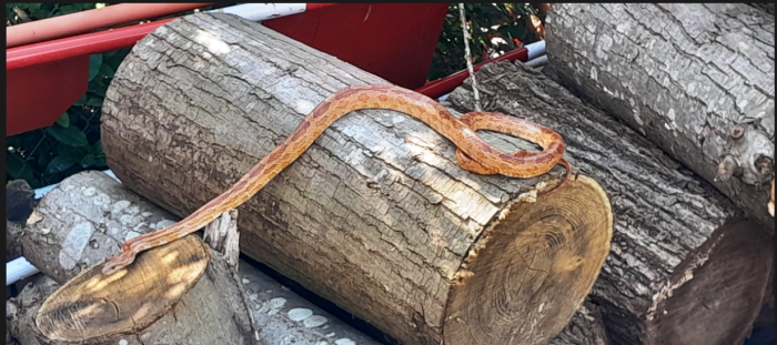 Serpent des sables