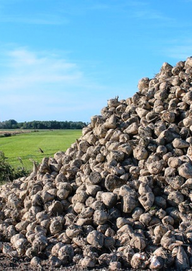 Campagne betteravière