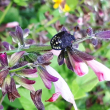 Nectar en libre service. Cliché de Chantal Veiilard.