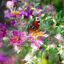 JEV : reportage sur la visite du "Jardin Plume" le 23 septembre 2017