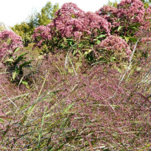 JEV : reportage sur la visite du "Jardin Plume" le 23 septembre 2017