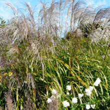 JEV : reportage sur la visite du "Jardin Plume" le 23 septembre 2017