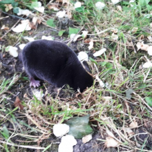 Mme taupeMme taupe en exploration dans un jardin. Cliché de B Schweitzer