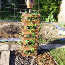 Michel Bourmaud : concours photos de JEV en 2018, " au jardin potager !"