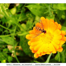 Juleitte Clément-Lemesle : concours photos de JEV en 2018, " Pollinisation , pas bronzette "