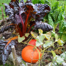 Violette Soret : Alain Nogent : concours photos de JEV en 2018, "Permaculture dans le domaine de Villarceaux"