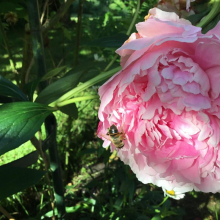 "Beauté appétissante" : Cliché de J Penchenat, confié au livre numériqe de l'association "Jardinons ensemble en Vexin"