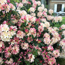 Féerie florale de printemps.Cliché de J Penchenat, confié au livre numérique de l'association "Jardinons ensemble en Vexin"