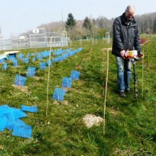 Plantation de vignes à Grisy-les-Plâtres