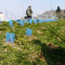 Plantation de vignes à Grisy-les-Plâtres