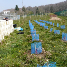 Plantation de vignes à Grisy-les-Plâtres