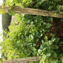 Juillet 2020 : petite visite sur la vigne des Maurois.