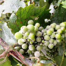 Juillet 2020 : petite visite sur la vigne des Maurois.
