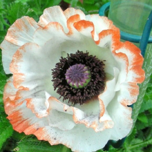 Le printemps au  Jardin de Campagne.