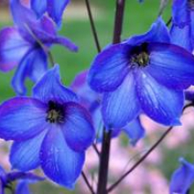 Samedi 03 juin : musique, vannerie d'art,  lupins et delphinium  au Jardin de Campagne à Grisy-les-Plâtres.