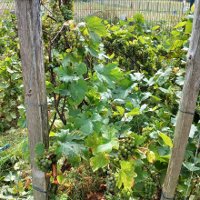 Les bénévoles du Foyer rural et la vigne du Parc Maurois.