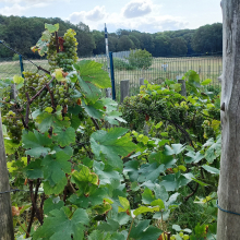 Les bénévoles du Foyer rural et la vigne du Parc Maurois.