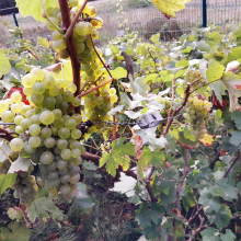 Les bénévoles du Foyer rural et la vigne  du Parc Maurois.