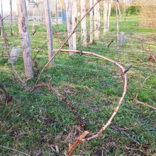 Réveil de la vigne de Grisy : reportage sur les premiers entretiens de printemps