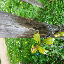 Réveil de la vigne de Grisy : reportage sur les premiers traitements de printemps