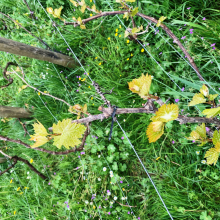 Réveil de la vigne de Grisy : reportage sur les premiers traitements de printemps