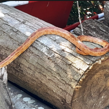 Un serpent des sables à Grisy !