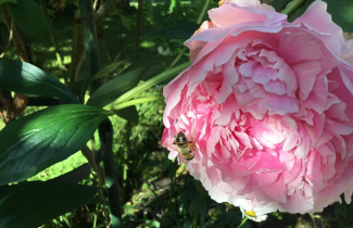 "Beauté appétissante" : Cliché de J Penchenat, confié au livre numériqe de l'association "Jardinons ensemble en Vexin"