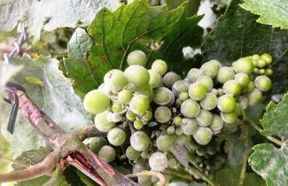 Juillet 2020 : petite visite sur la vigne des Maurois.