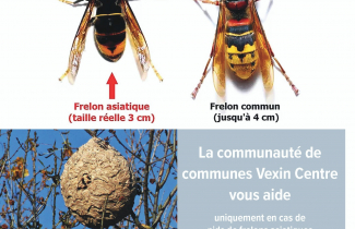 Aide financière de Vexin-centre pour la destruction des nids de frelons asiatiques.