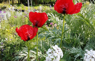 Le printemps au  Jardin de Campagne.