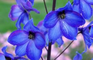 Samedi 03 juin : musique, vannerie d'art,  lupins et delphinium  au Jardin de Campagne à Grisy-les-Plâtres.