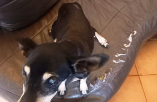 Petite chienne aveugle errante receuillie par Mme RUBUNI, joignable au :  03.44.49.25.91.  