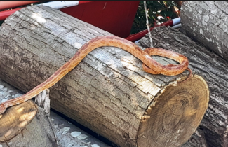 Un serpent des sables à Grisy !