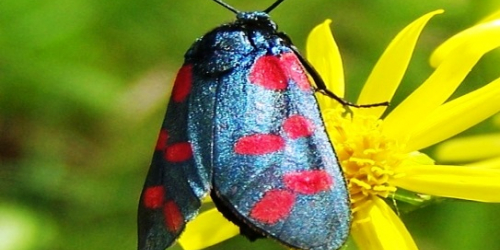 Papillon "Goutte de sang".