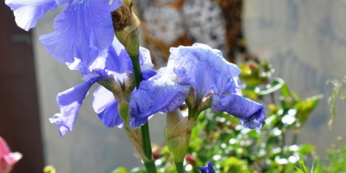 Grisy-les-Plâtres : village fleuri