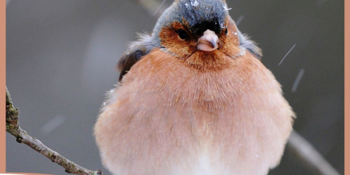 Comptage des oiseaux 25 et 26 janvier 2020.