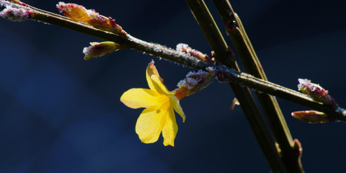 Jasmin d'hiver