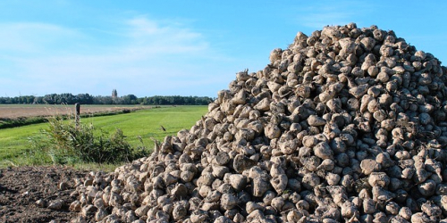 Campagne betteravière