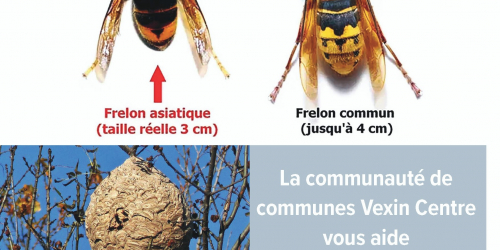 Frelons asiatiques et Vexin centre